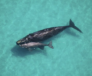 Southern Rights targeted by Attacks - Gansbaai Daily News